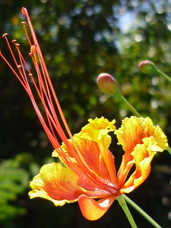 Mooie bloem, niet eetbaar btw :)